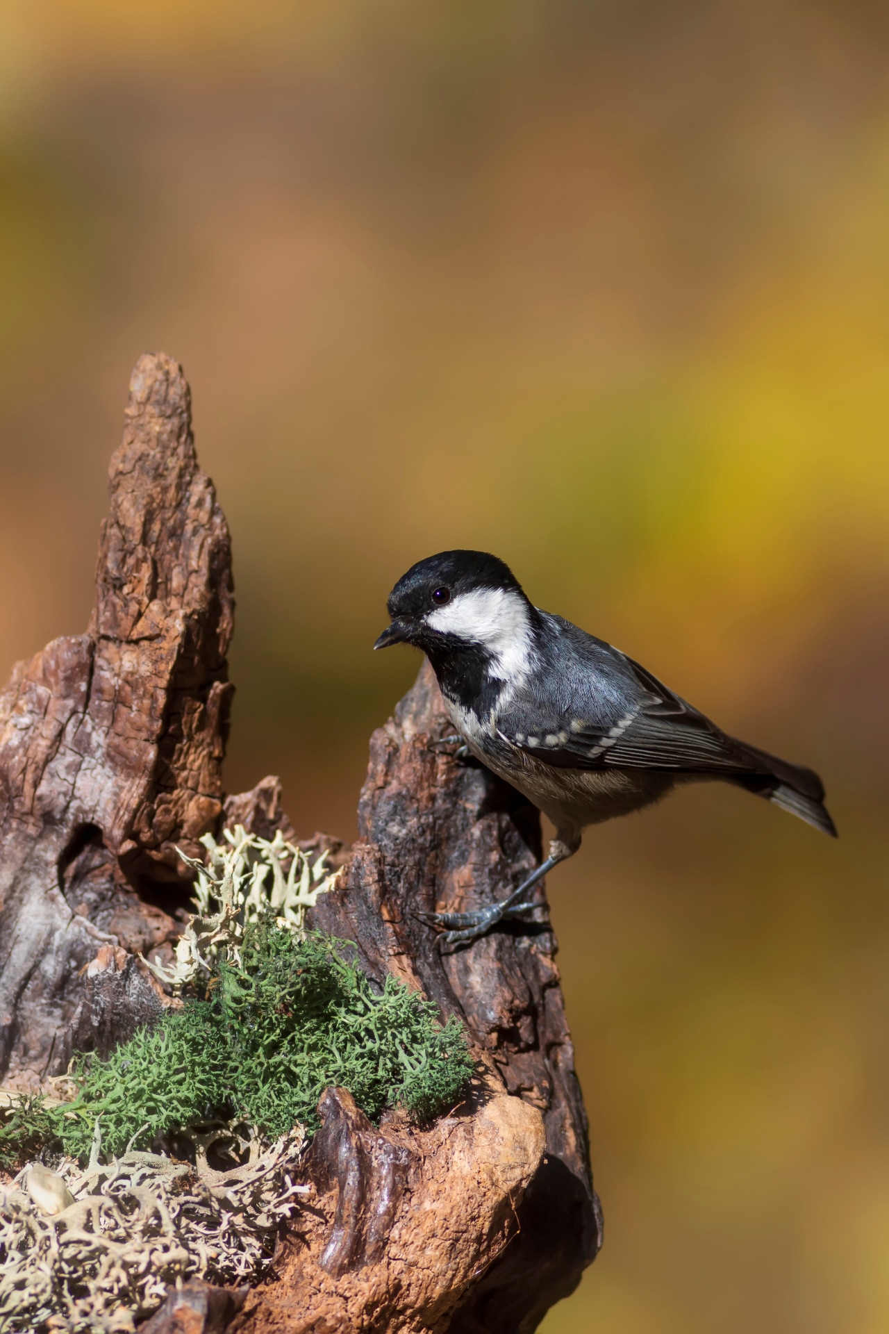 Beautiful bird. Nature background. Coal Tit. Periparus ater. 