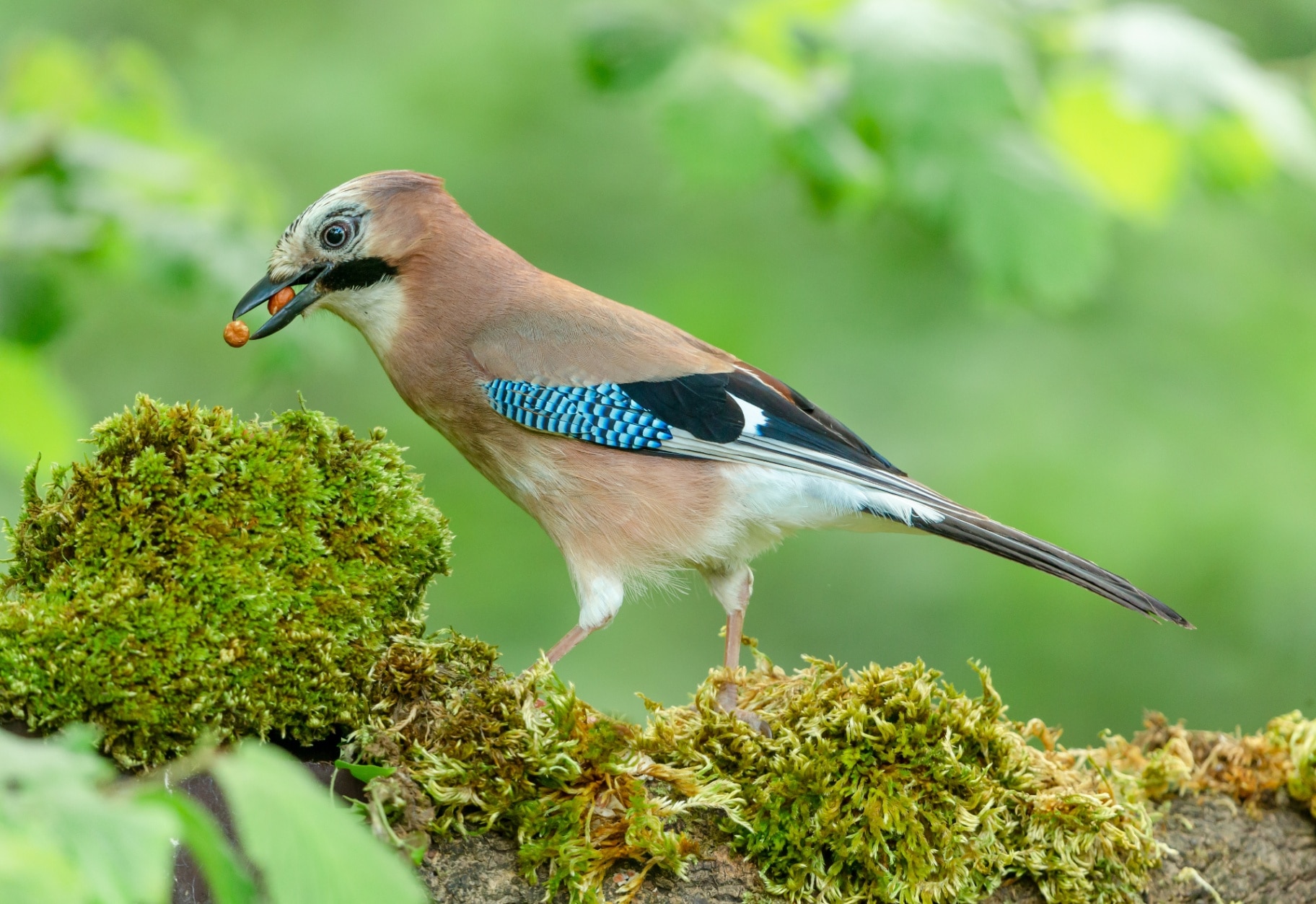 Close up of a European jay, Scientific name: Garrulus Glandarius, facing left in natural woodland habitat with beak filled with two peanuts.  Clean background.  Copy space.  Horizontal.