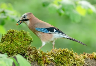 Close up of a European jay, Scientific name: Garrulus Glandarius, facing left in natural woodland habitat with beak filled with two peanuts. Clean background. Copy space. Horizontal.