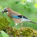 Close up of a European jay, Scientific name: Garrulus Glandarius, facing left in natural woodland habitat with beak filled with two peanuts.  Clean background.  Copy space.  Horizontal.