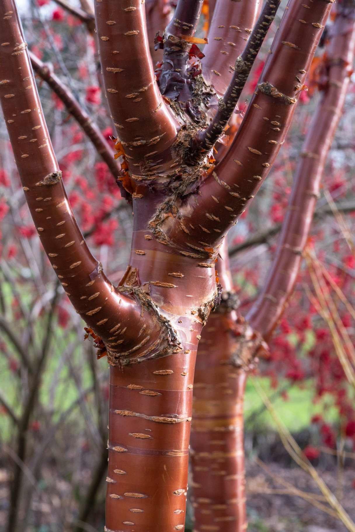 Prunus serrula bark 