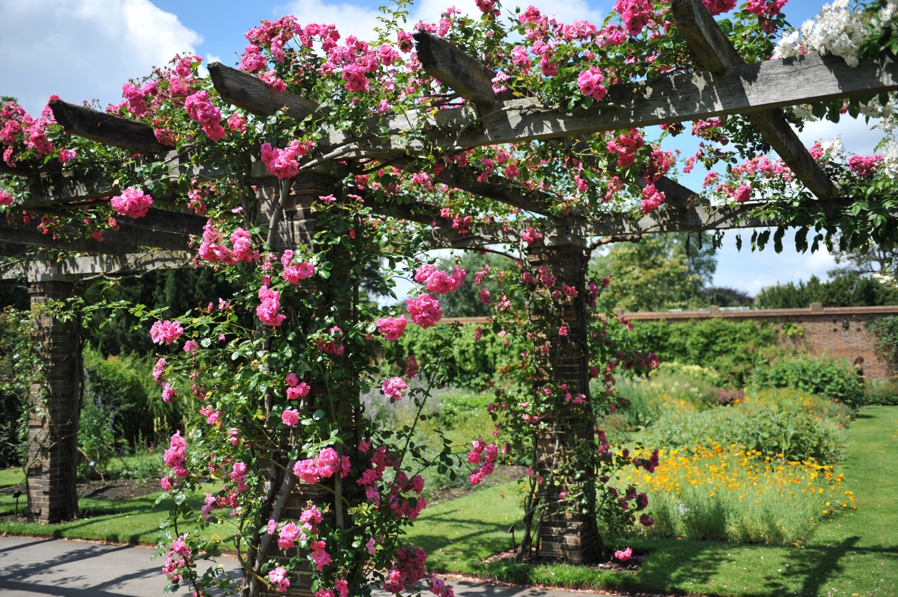 Pink climbing Noisette rose (Rosa) Chaplin's Pink Climber blooms on a wooden pergola in a garden in June