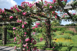 Pink climbing Noisette rose (Rosa) Chaplin's Pink Climber blooms on a wooden pergola in a garden in June