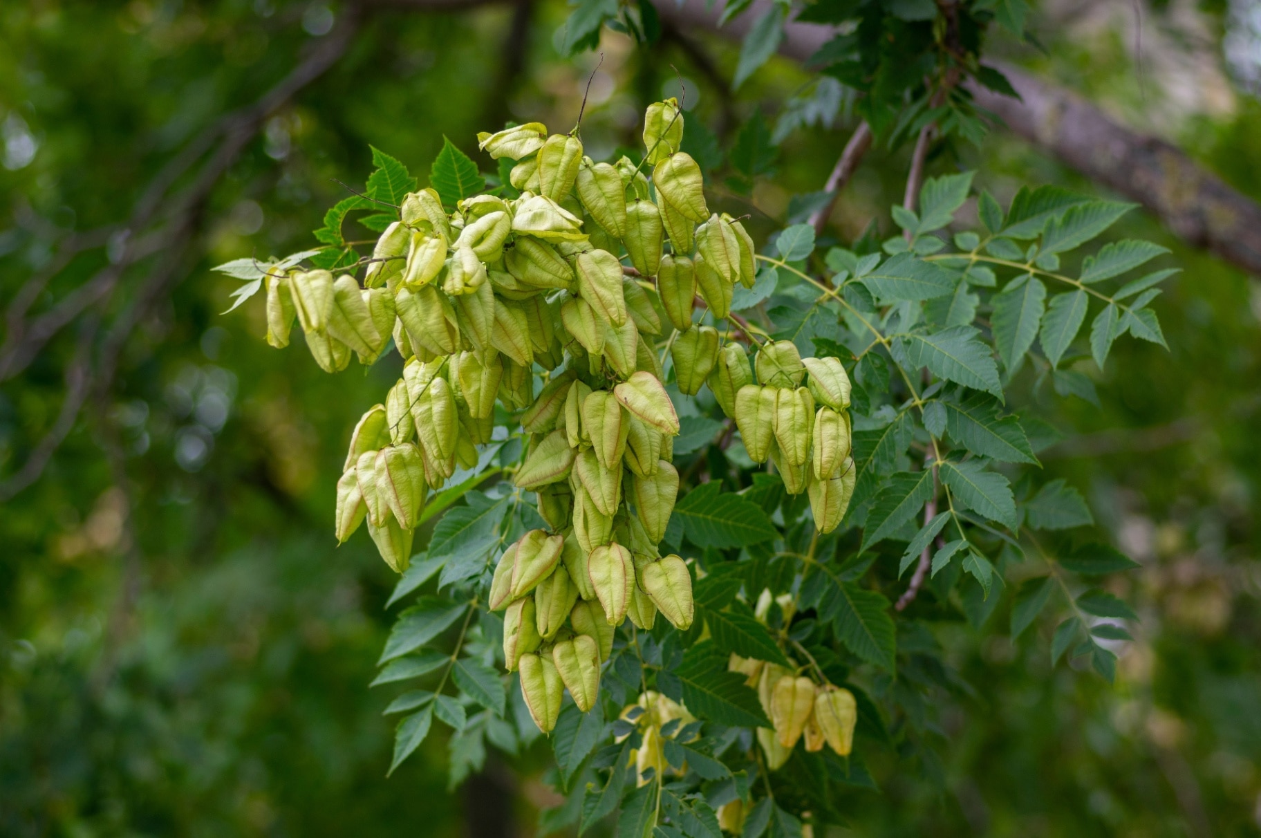 Koelreuteria paniculata