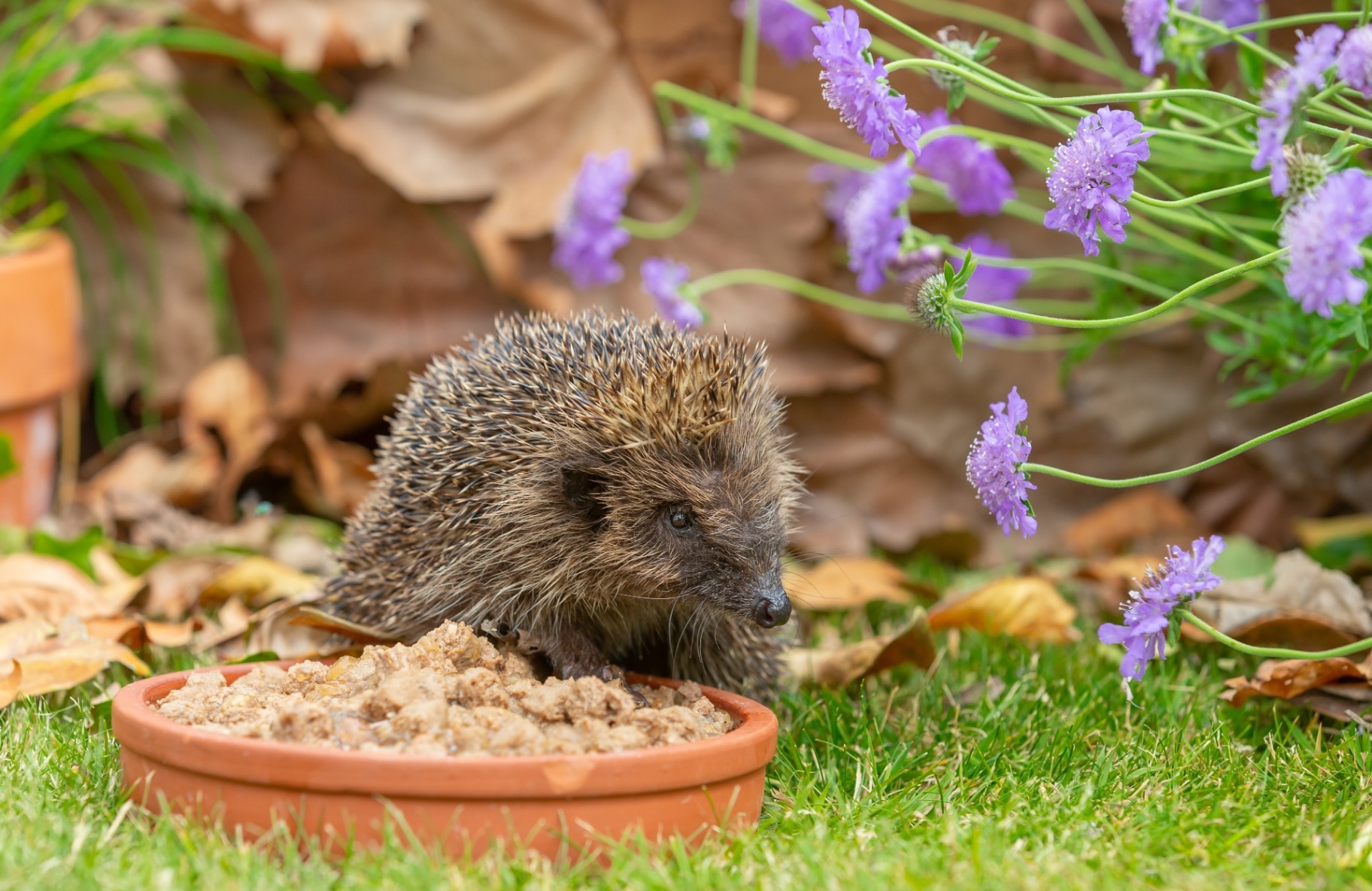 Hedgehog in summertime, eating cat food from a terracotta dish