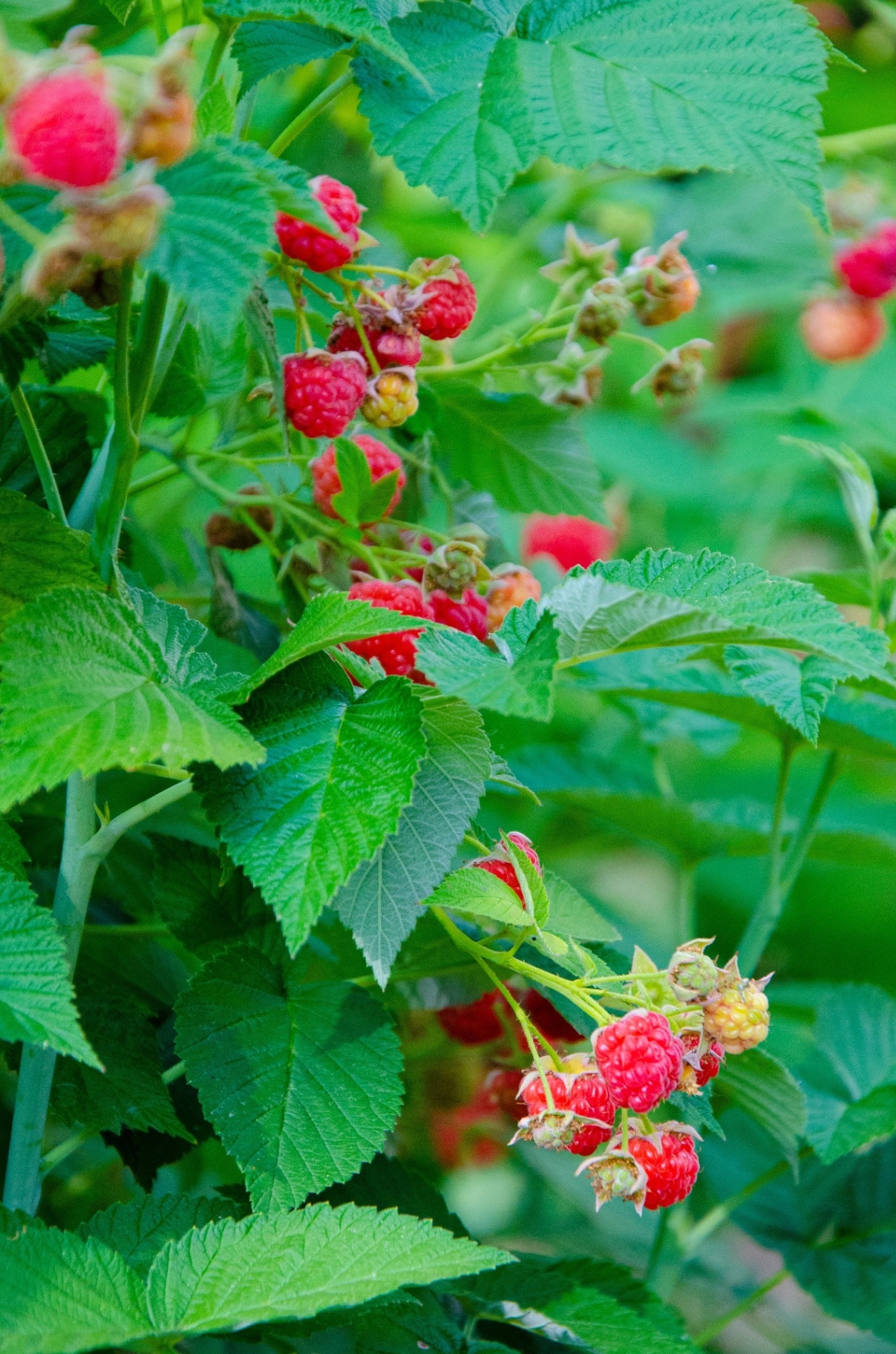 Close-up ripe raspberries in the garden.growth raspberries