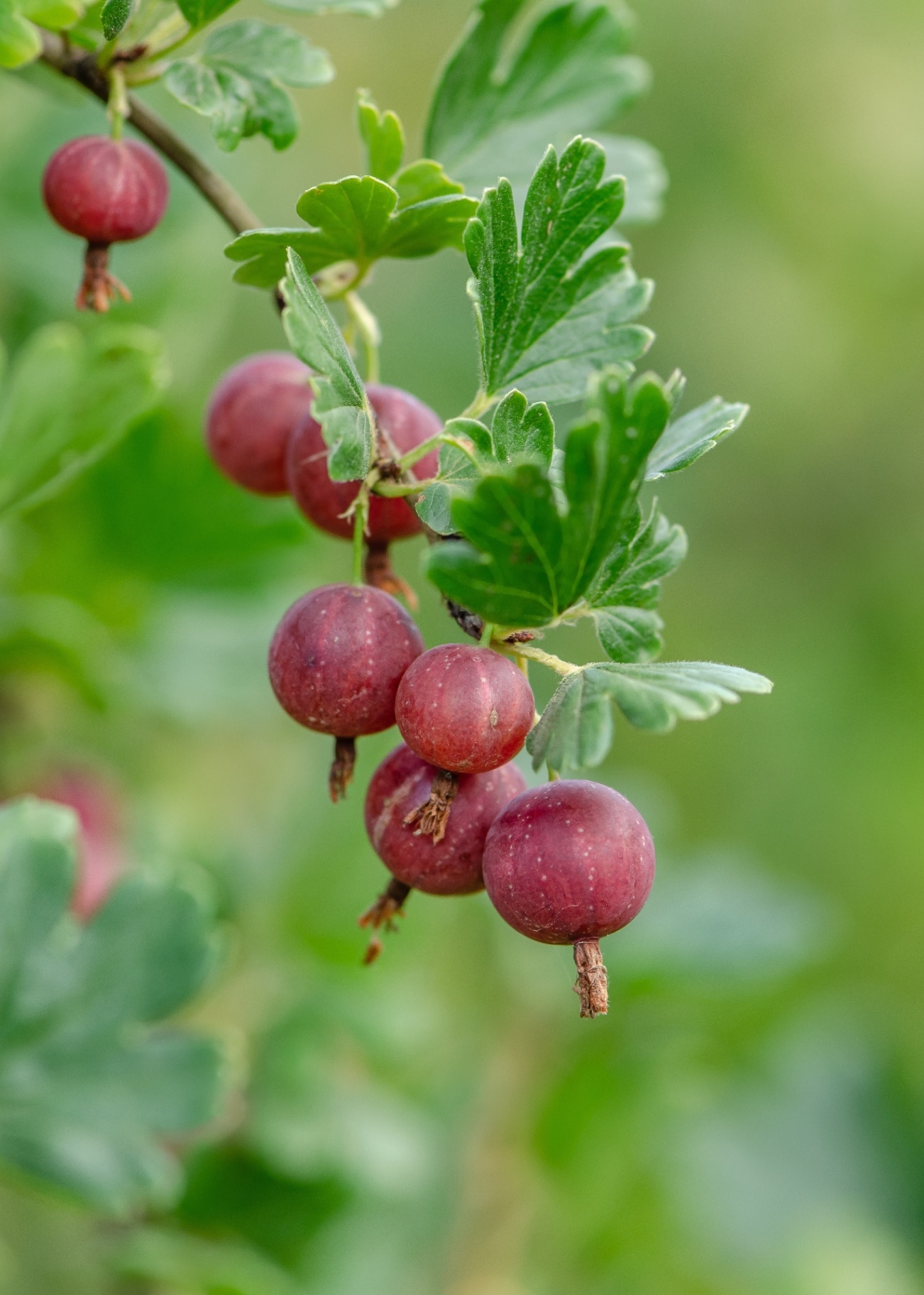 Ripe gooseberry with scientific names Ribes uva-crispa, at harvest season