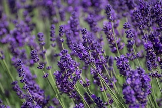 Lavender growing in summer garden