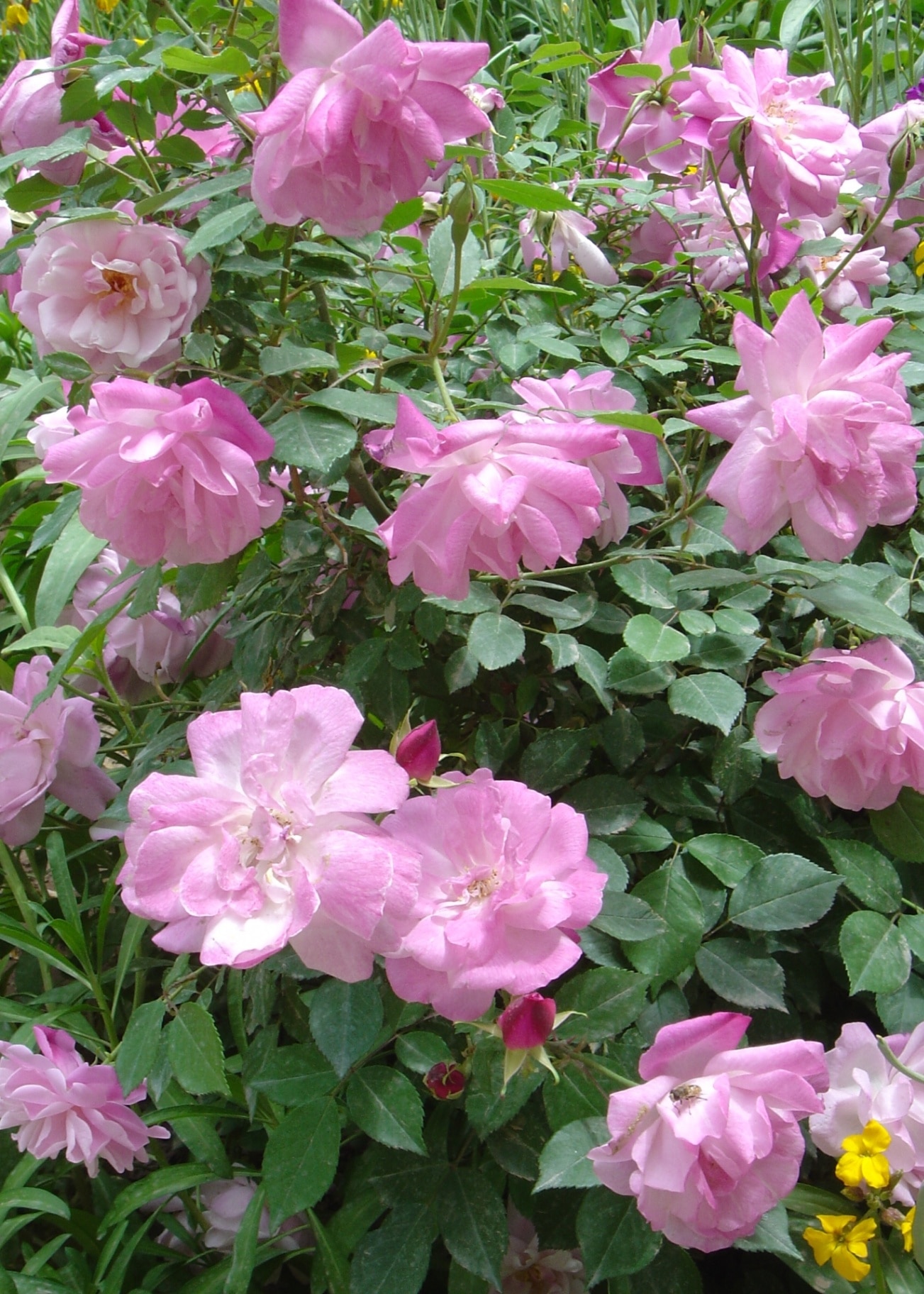 Group of colorful China Roses, aka Old Blush China, scientific name Rosa Chinensis