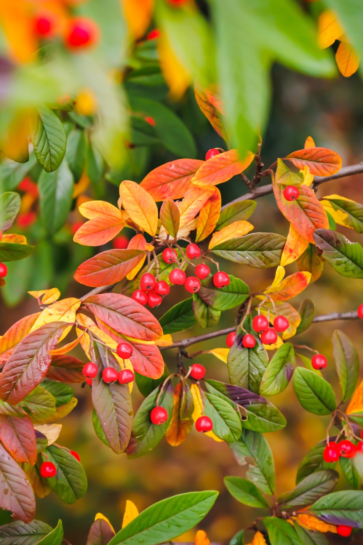 Crataegus persimilis ‘Prunifolia’ 
