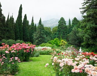 Rose Garden