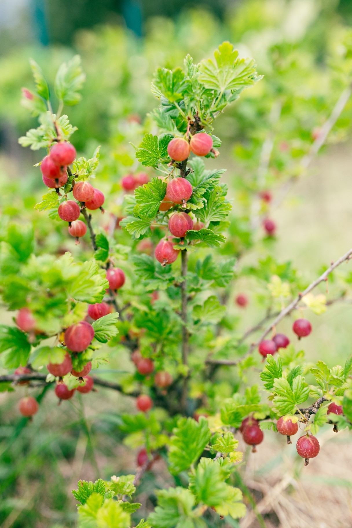 Fresh gooseberry on a branch of a gooseberry bush in the garden