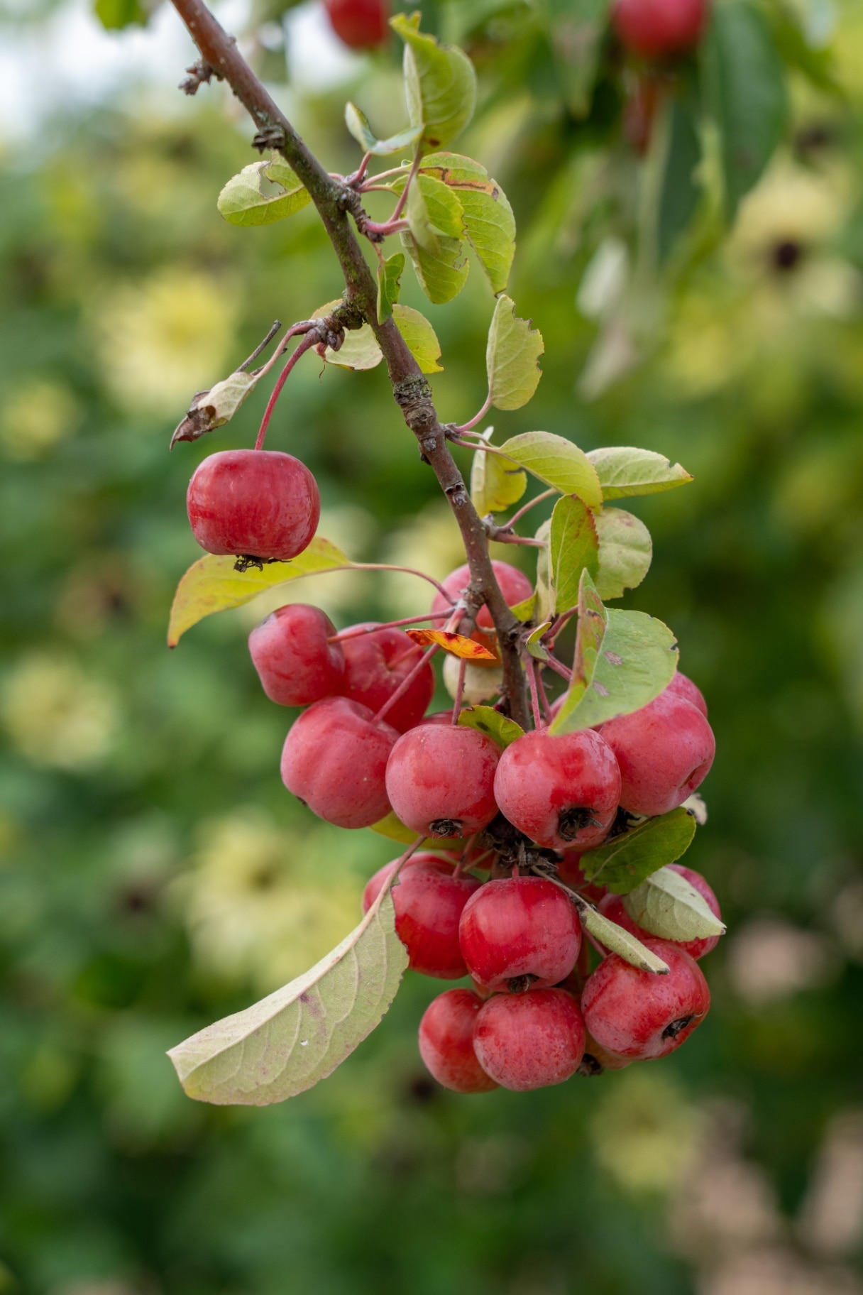 Crab Apple ‘Evereste’