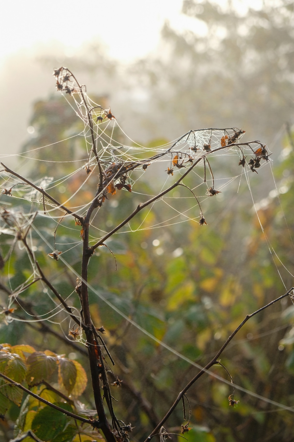 Spider web in dew. Raspberries on a foggy morning. Proper care of raspberries in autumn.