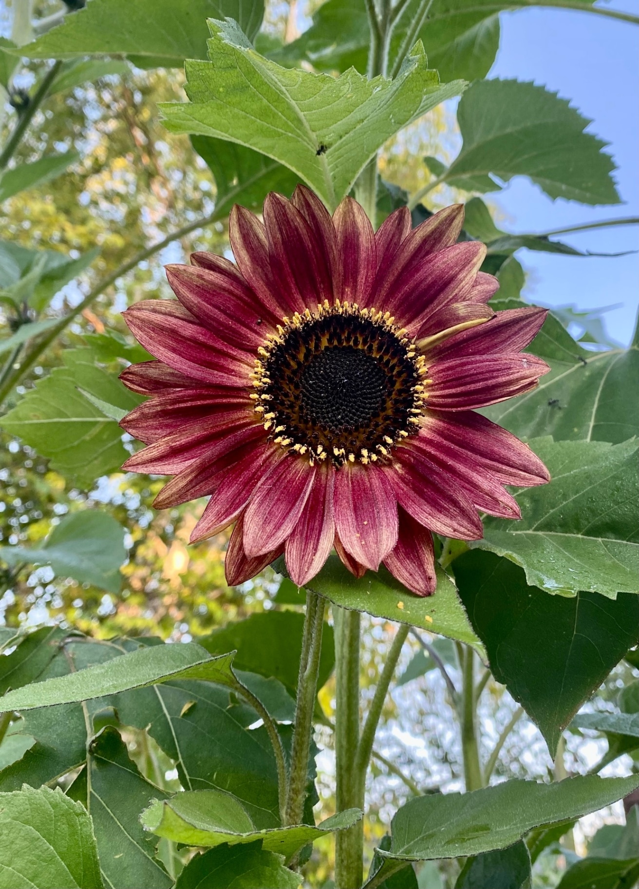 Velvet Queen Sunflower early morning sun
