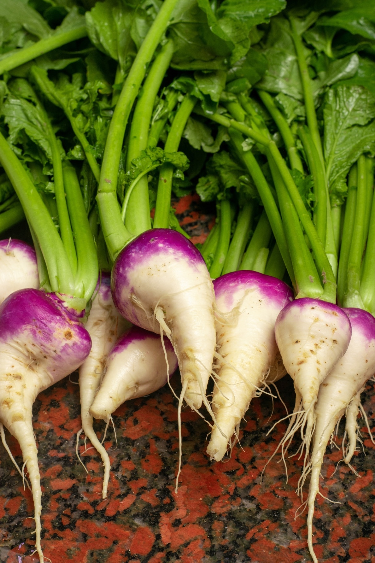 fresh turnip. Turnip is a typical root vegetable used in pickling.