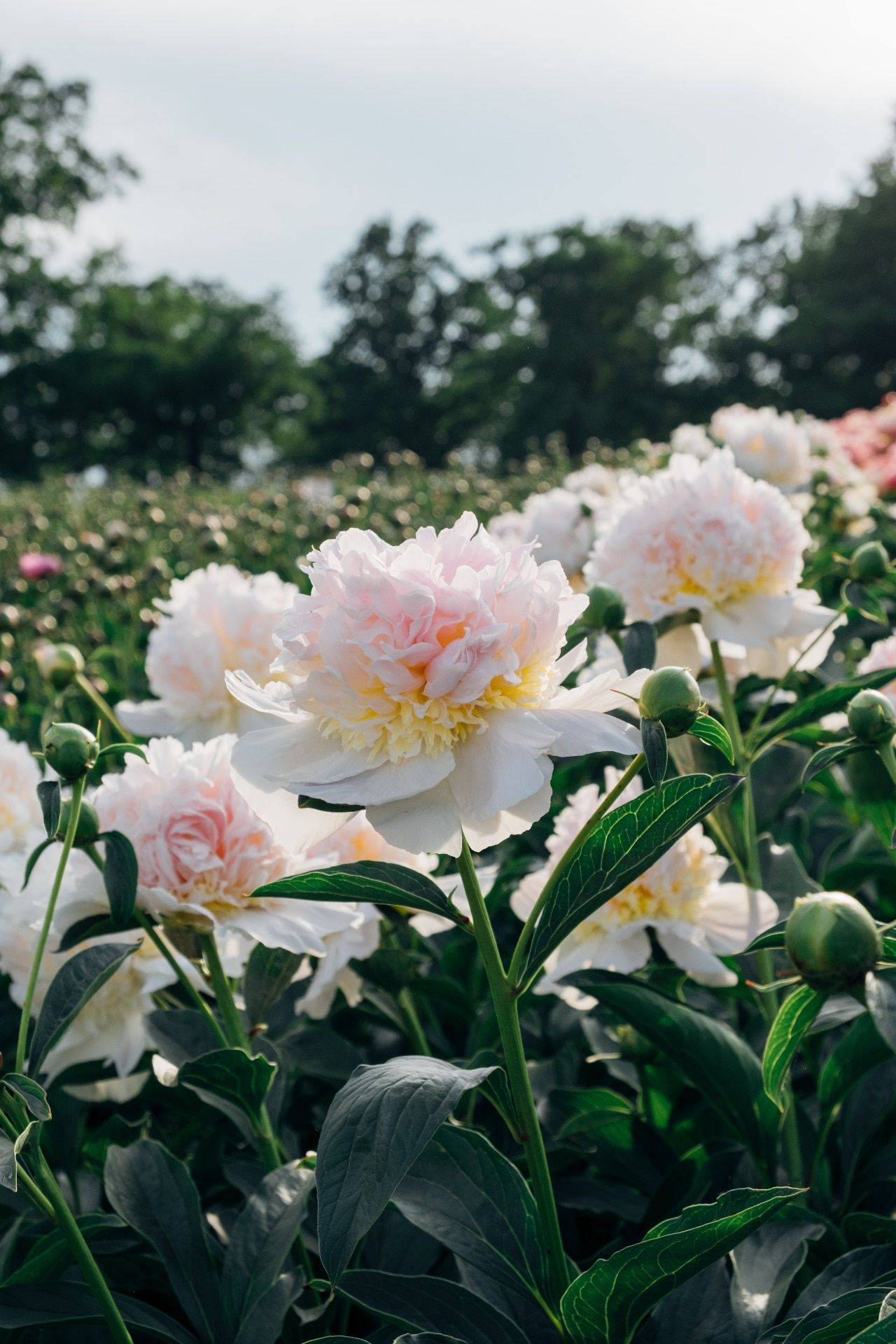 Beautiful fresh fluffy pastel pink peony flowers blooming in the garden, close up. Summer blooms background.