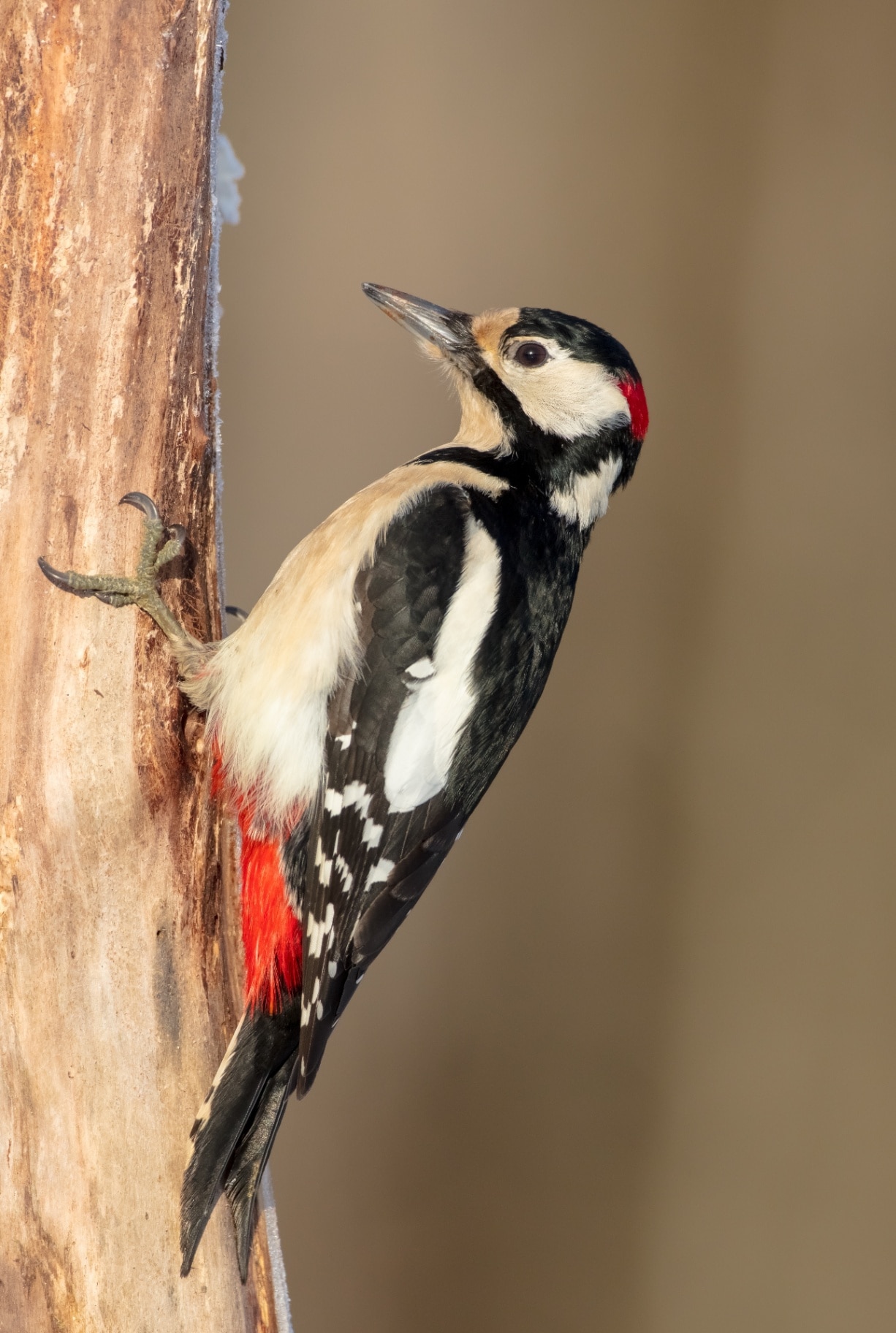 Great Spotted Woodpecker - male - in the wet forest in winter
