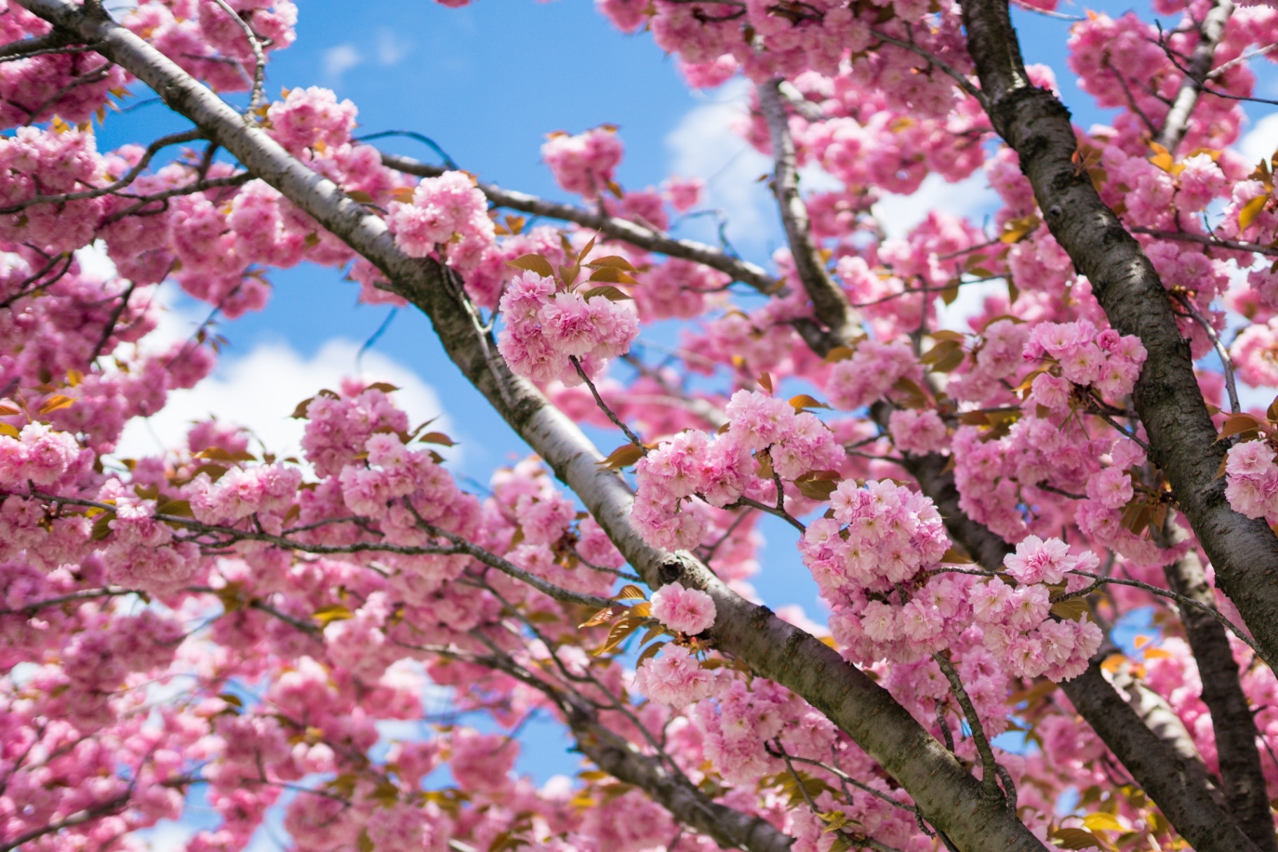 Close up of branch of Prunus serrulata 'Kanzan' with pink cherry blossom