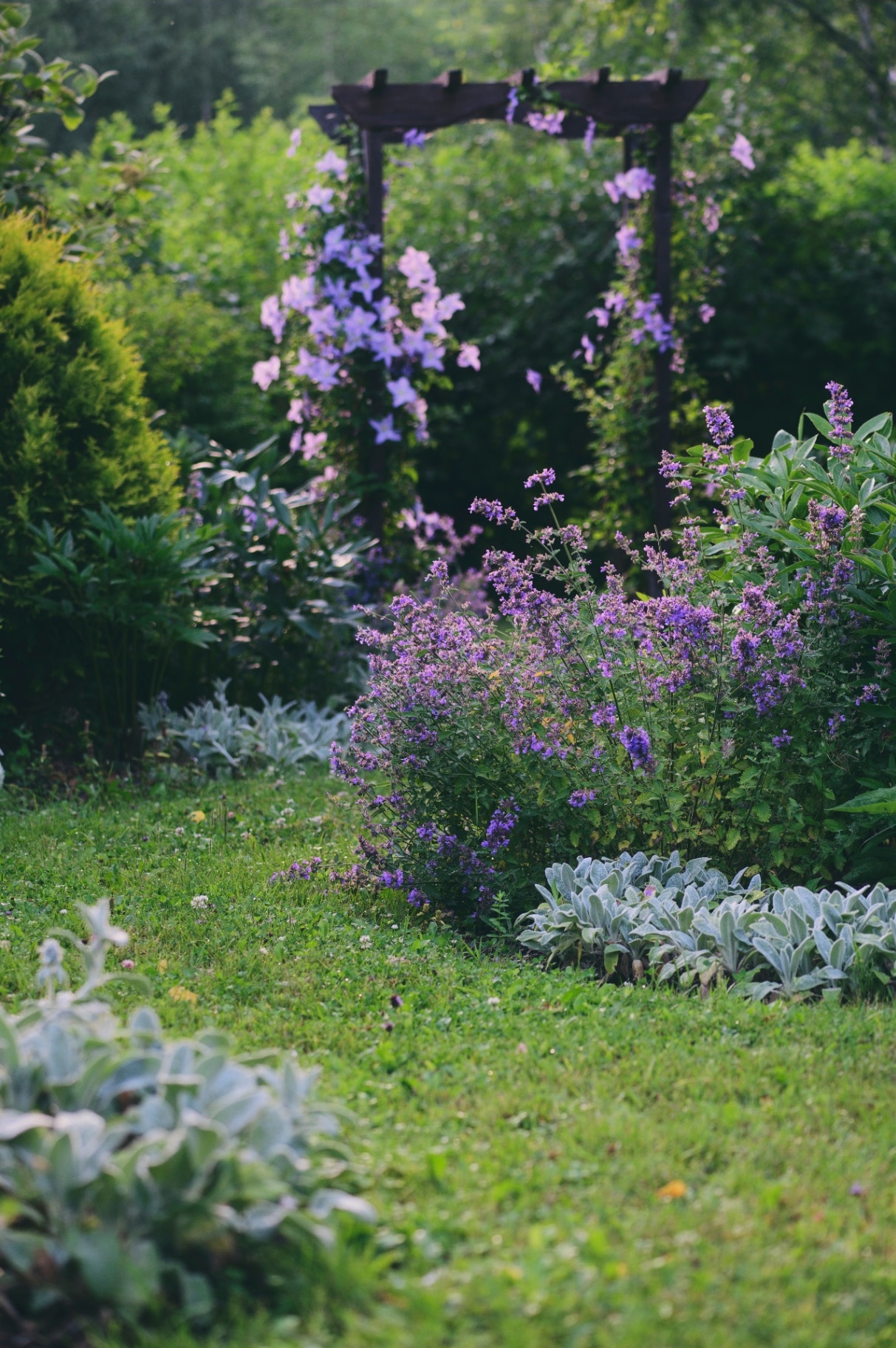 White and blue natural english cottage garden view with curvy pathway. Wooden archway with clematis, nepeta (catnip, catmint), stachys byzantina (lamb ears) and hydrangeas blooming in summer