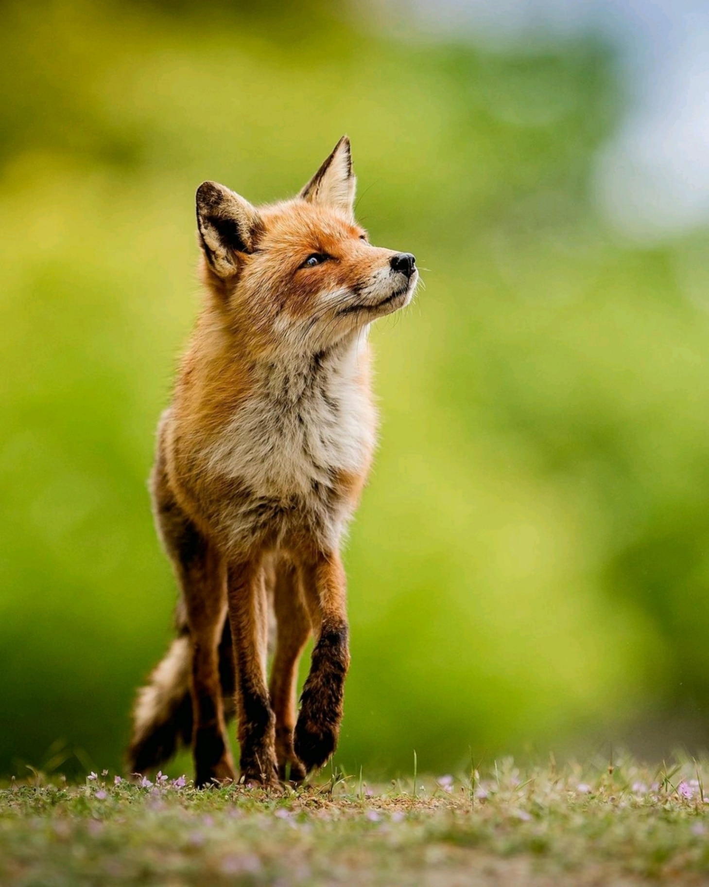 Fox portrait 