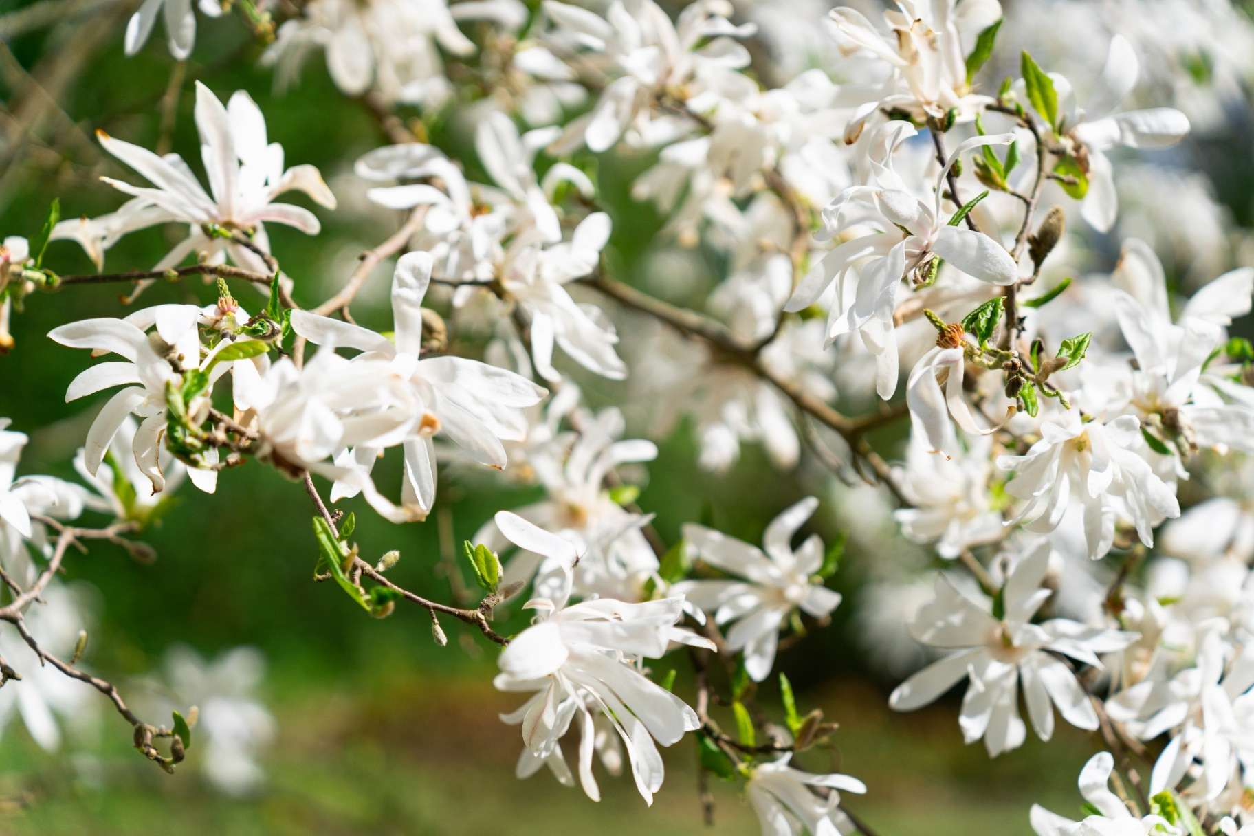 Magnolia stellata, sometimes called the star magnolia