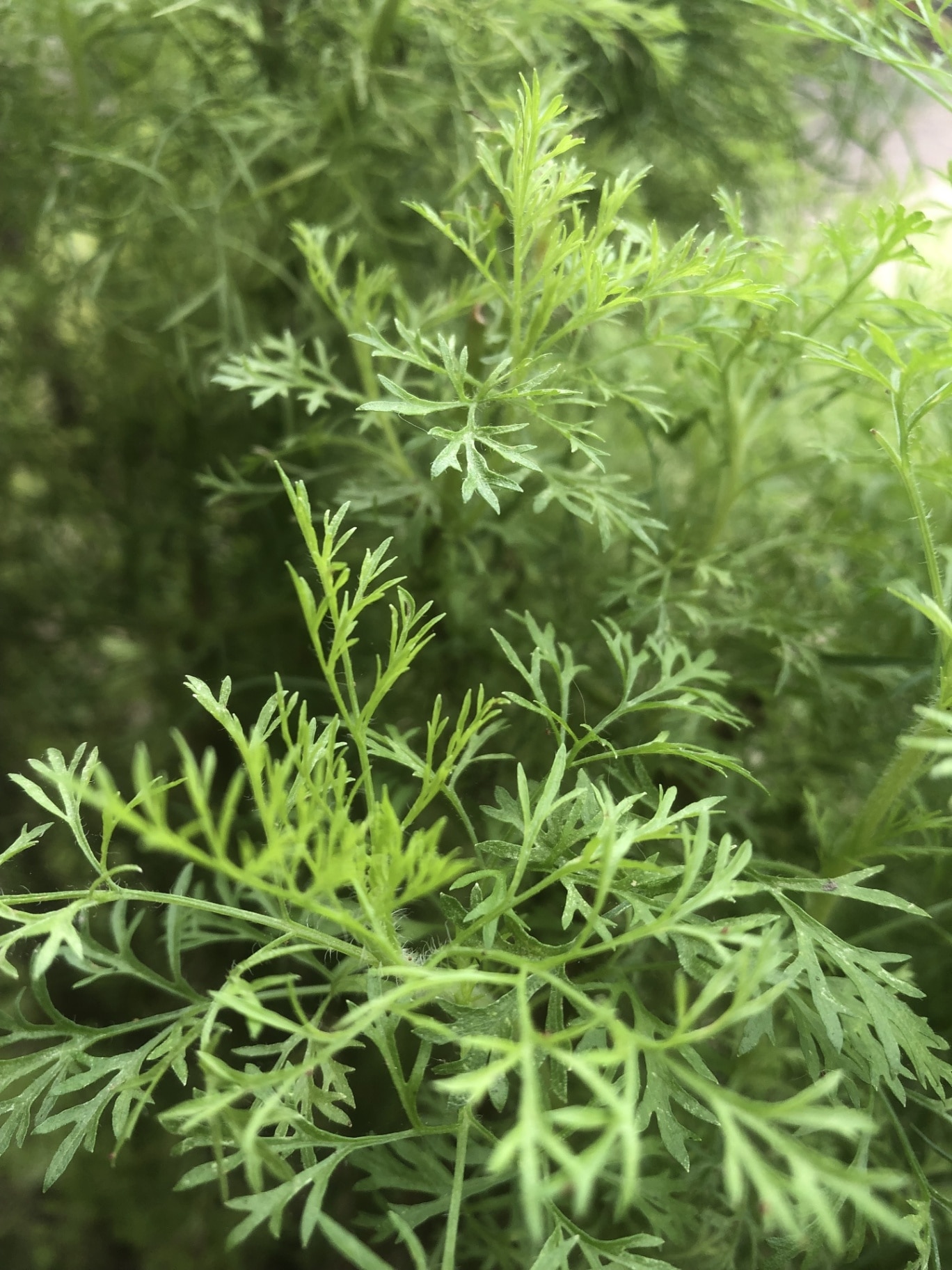 Fennel growing in the garden