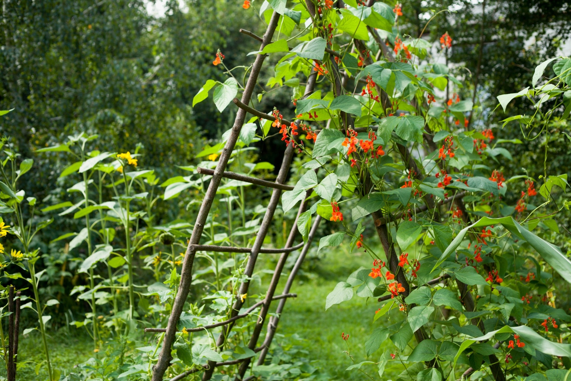 Scarlet Runner Bean growing on the wooden structure in the vegetable garden. 