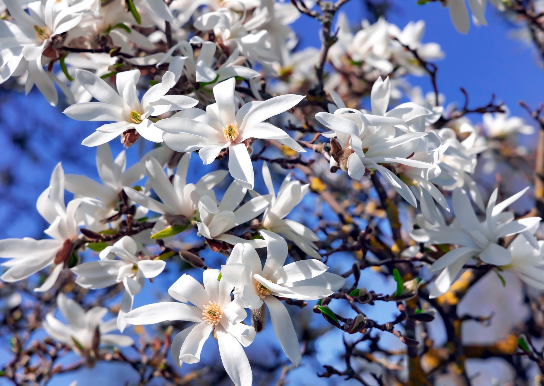 Magnolia ‘Royal Star’ with a blue sky 
