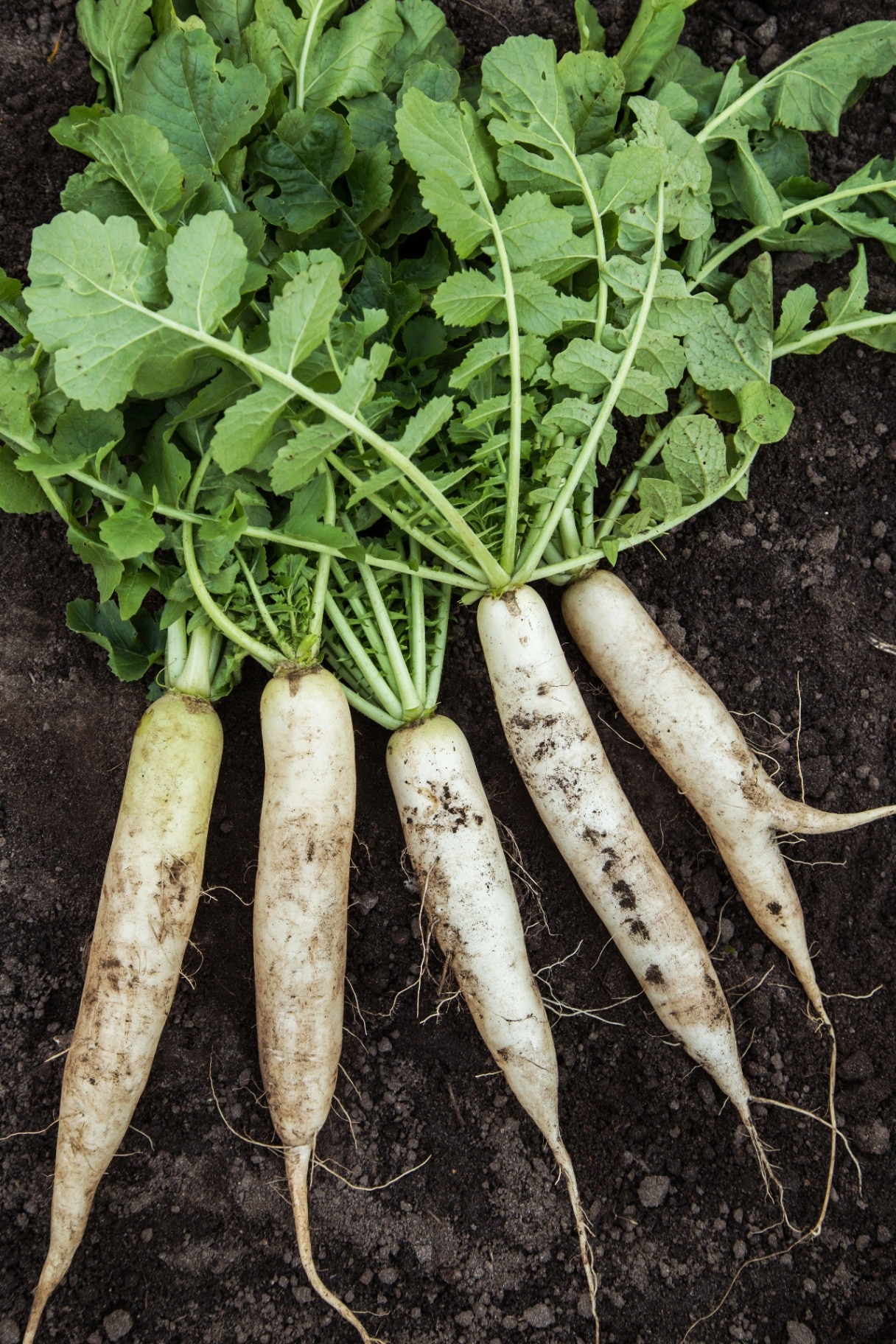 Daikon white radish in garden. Bunch of organic dirty daikon harvest with green tops on soil ground closeup