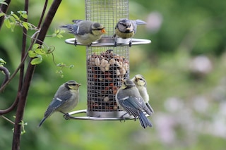 Multiple blue titmice perched on a feeder