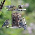 Multiple blue titmice perched on a feeder