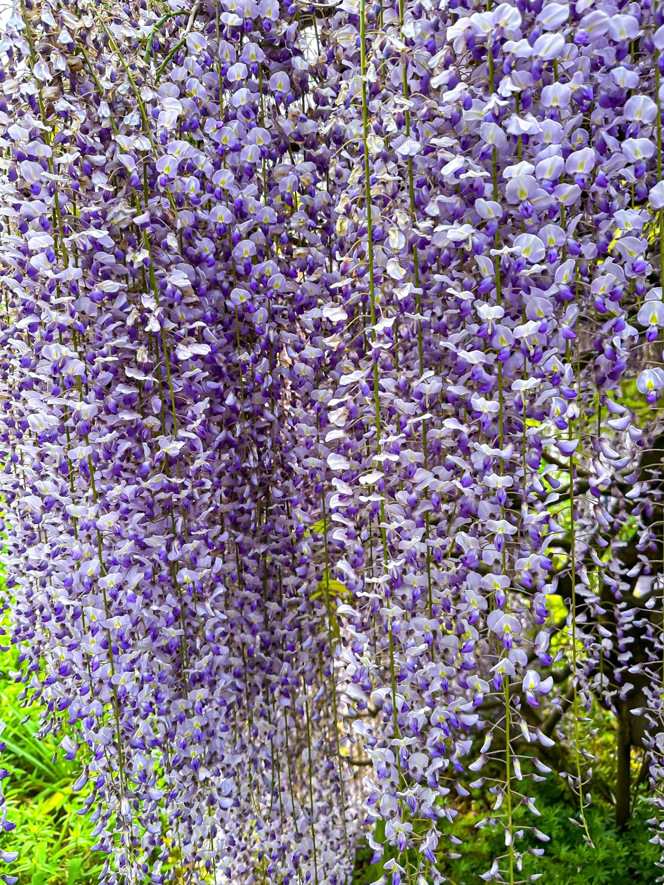 Japanese Wisteria Floribunda Macrobotrys “Longissima Alba” blossom