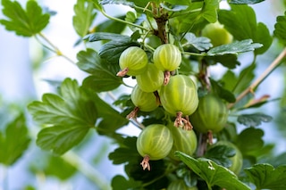A vibrant macro photograph of ripe green gooseberries hanging on a thorny branch in a sun-drenched summer garden