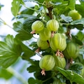 A vibrant macro photograph of ripe green gooseberries hanging on a thorny branch in a sun-drenched summer garden