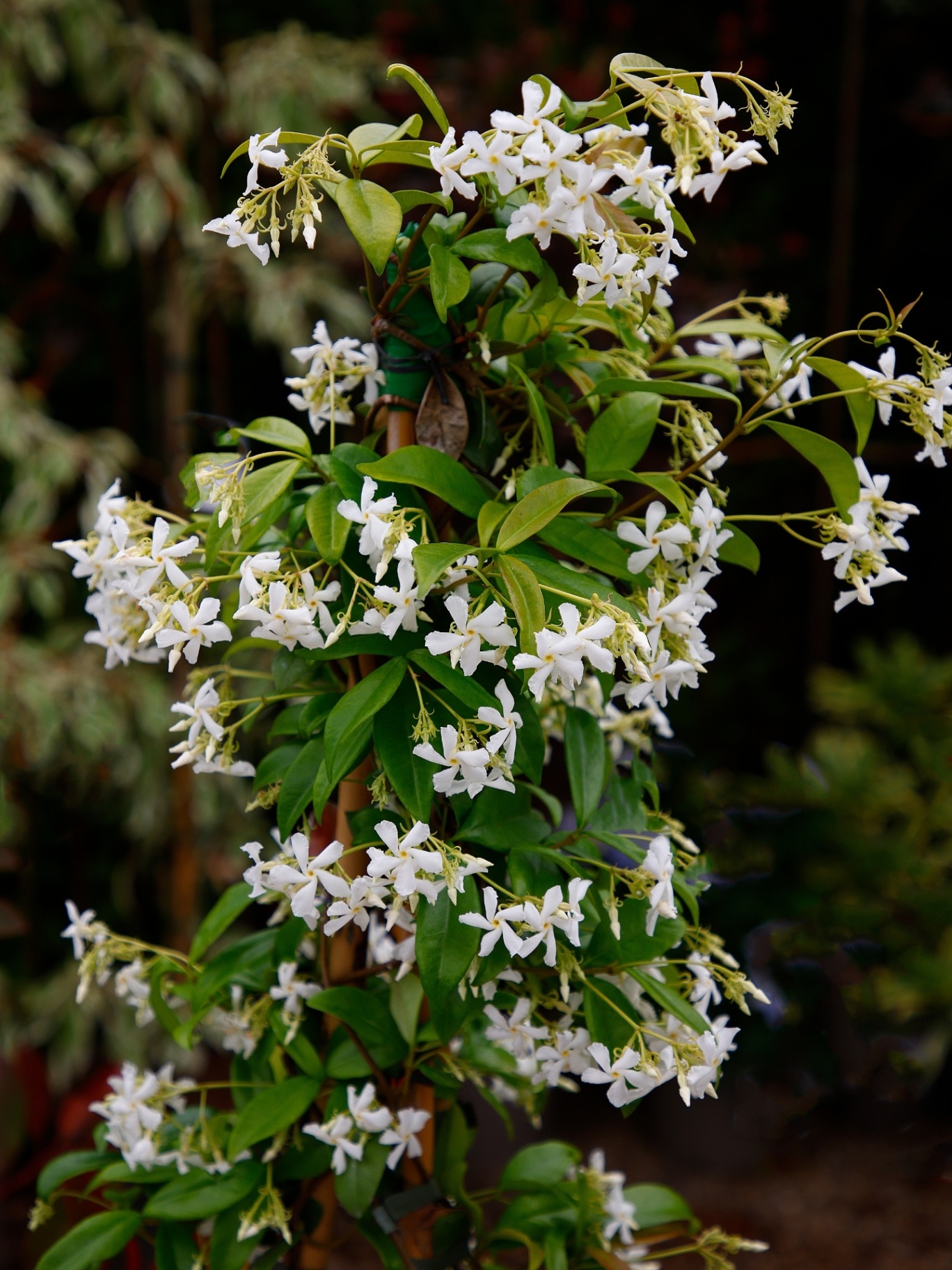 Closeup of the white flowering vigorous evergreen garden climbing plant Trachelospermum jasminoides.