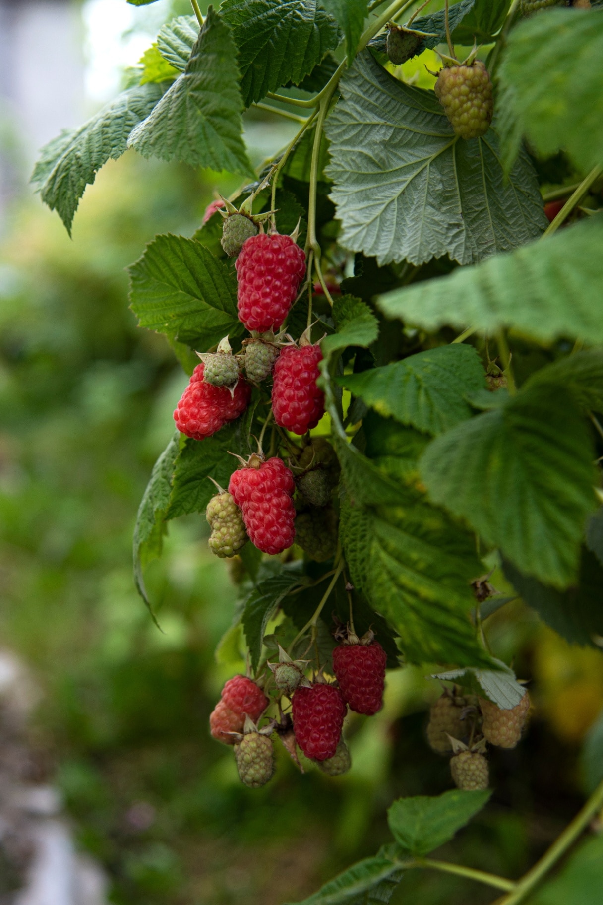 Summer harvest of sweet delicious berries. 