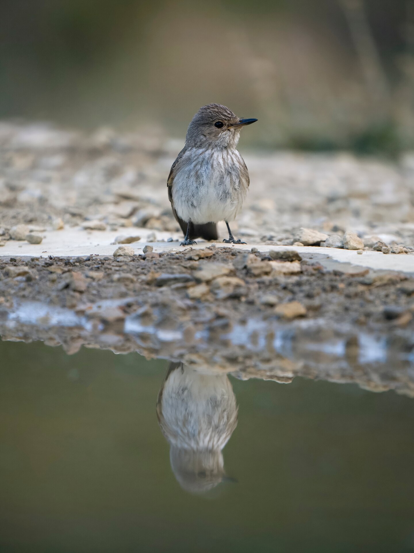Spotted flycatcher, Muscicapa striata, single bird by water