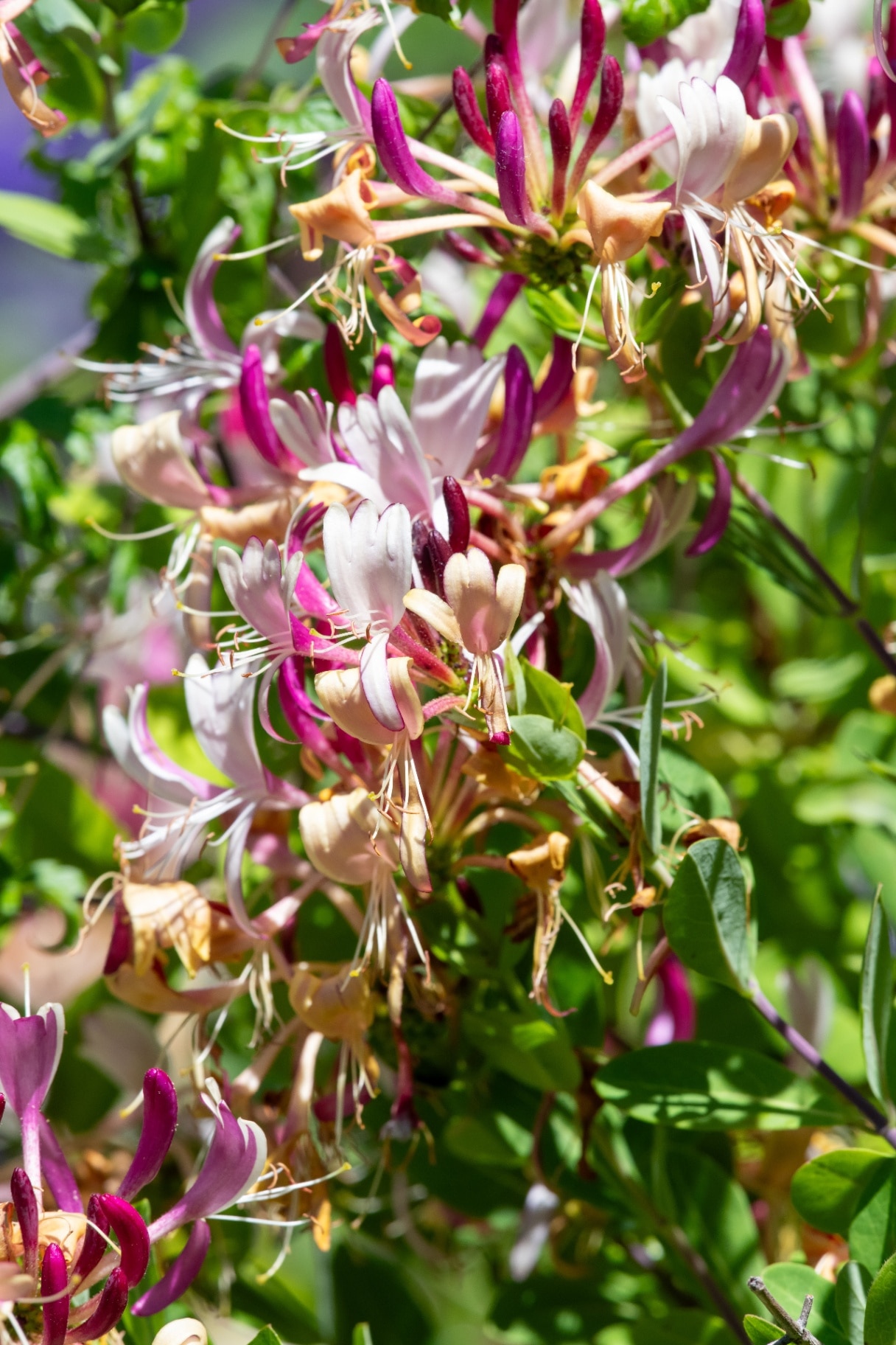 Close up of common honeysuckle (lonicera periclymenum) flowers in bloom