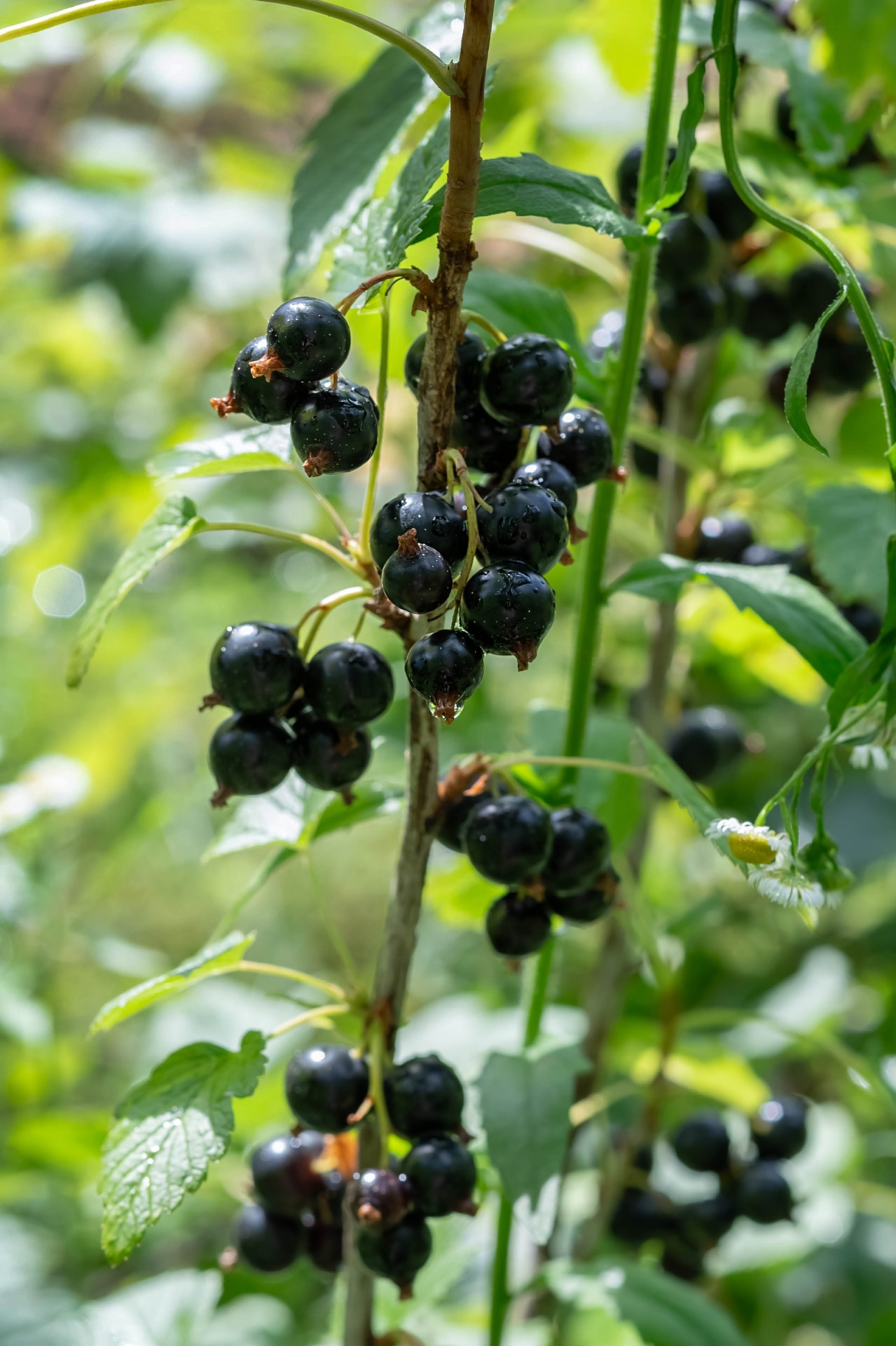 Blurred image of currant berries on a branch on a after rain