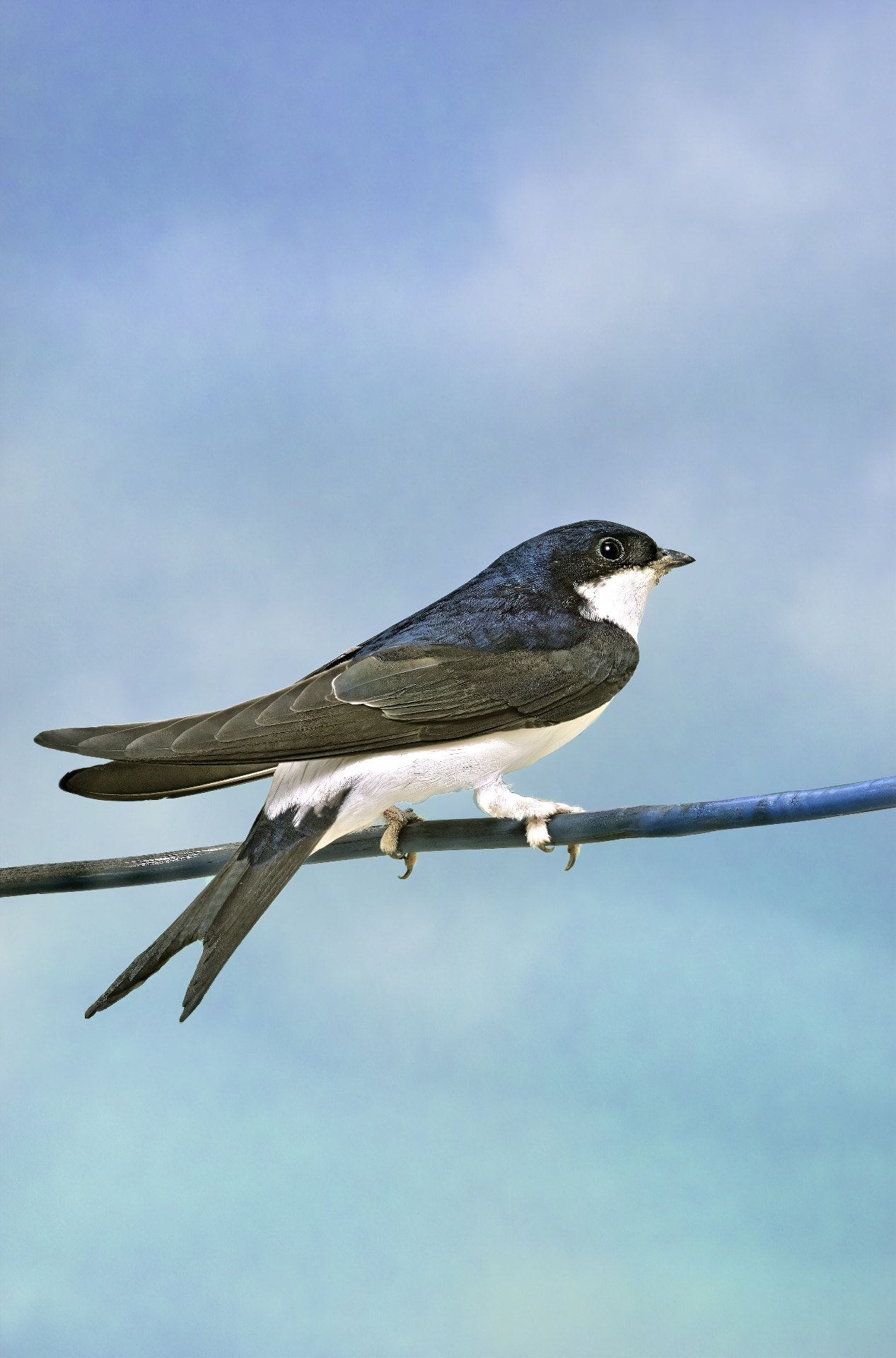 Delichon urbica - Western House Martin