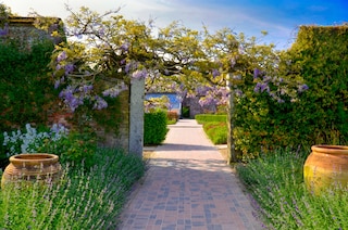 British Garden tunnel with lilac flowers lane. The Lost gardens of Heligan in Cornwall.