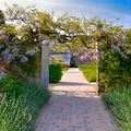 British Garden tunnel with lilac flowers lane. The Lost gardens of Heligan in Cornwall. 