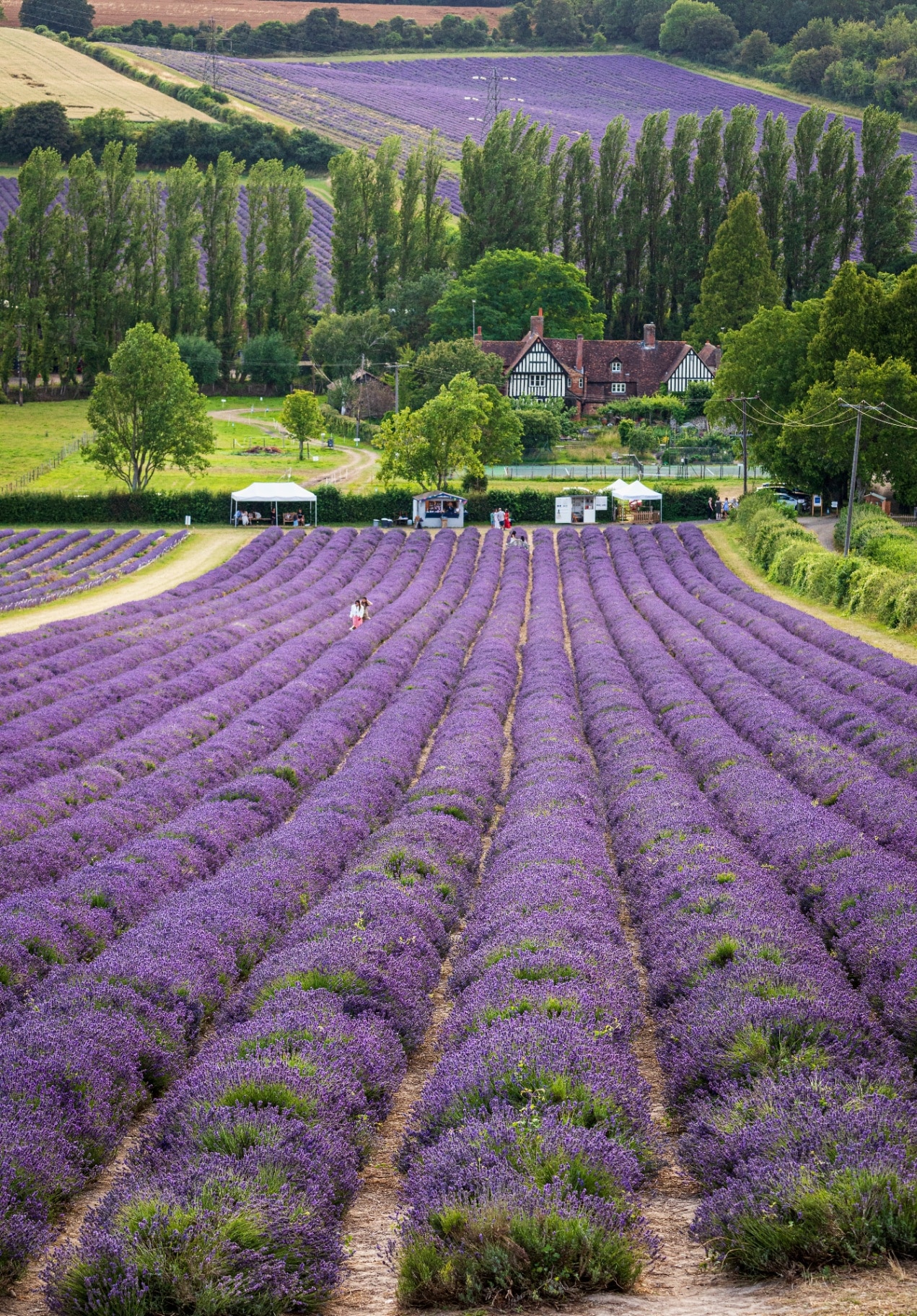 Castle Farm Lavender, Kent