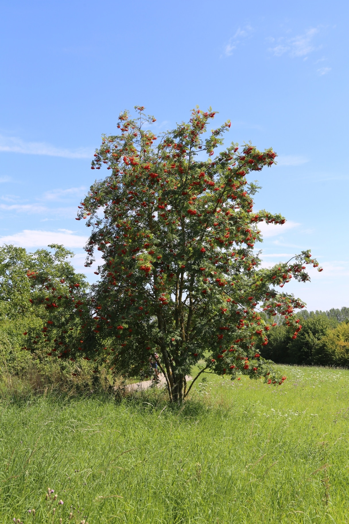 Sorbus aucuparia tree in field 