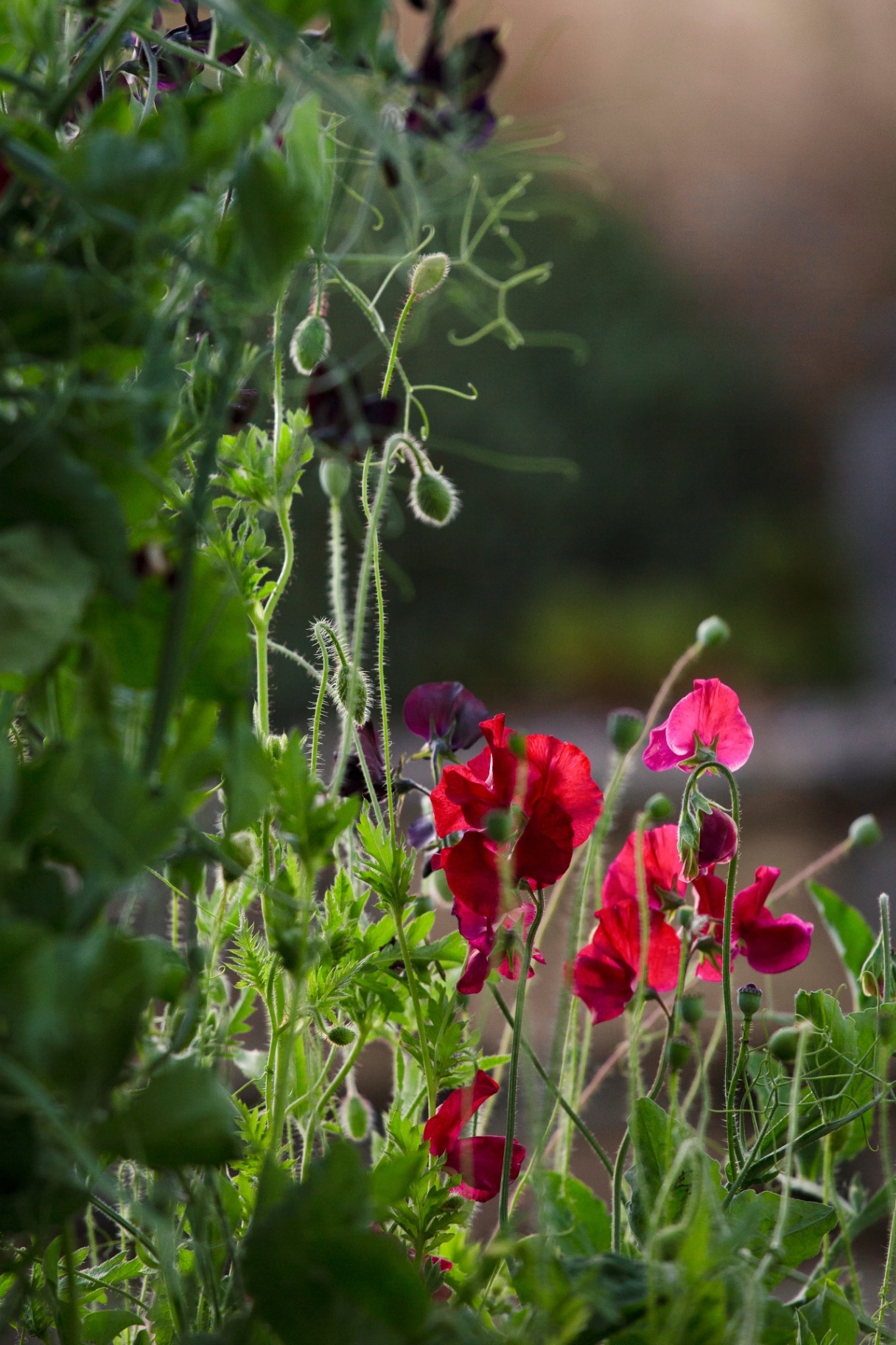 Dark pink and red sweet peas glowing in the evening light
