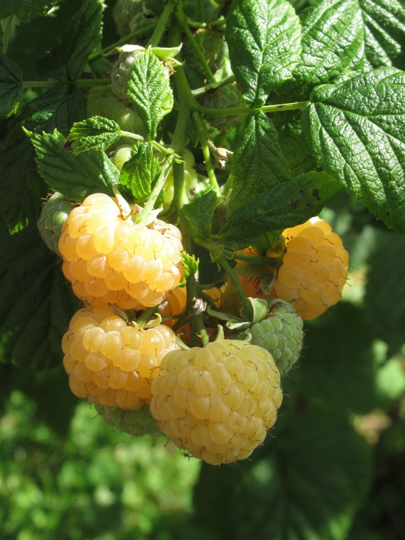 Macro shot of ripe yellow raspberry fruits