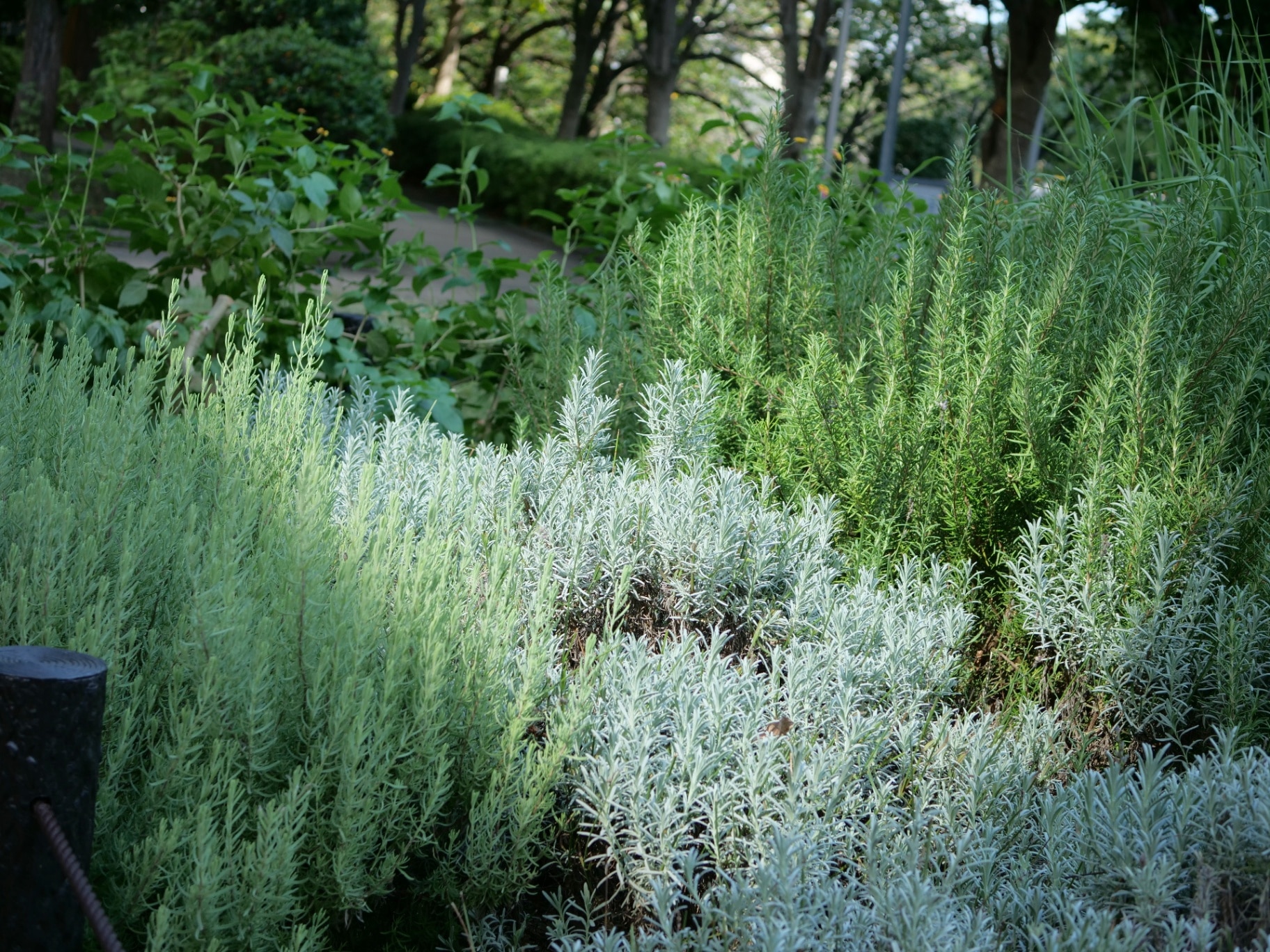 Herbs grown in the park