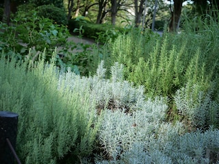 Herbs grown in the park