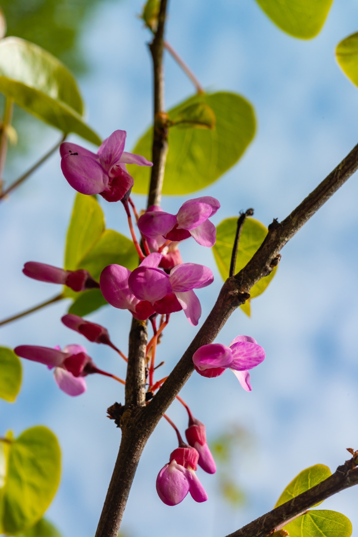 Cercis siliquastrum - blooming Branch with pink flowers against the sky